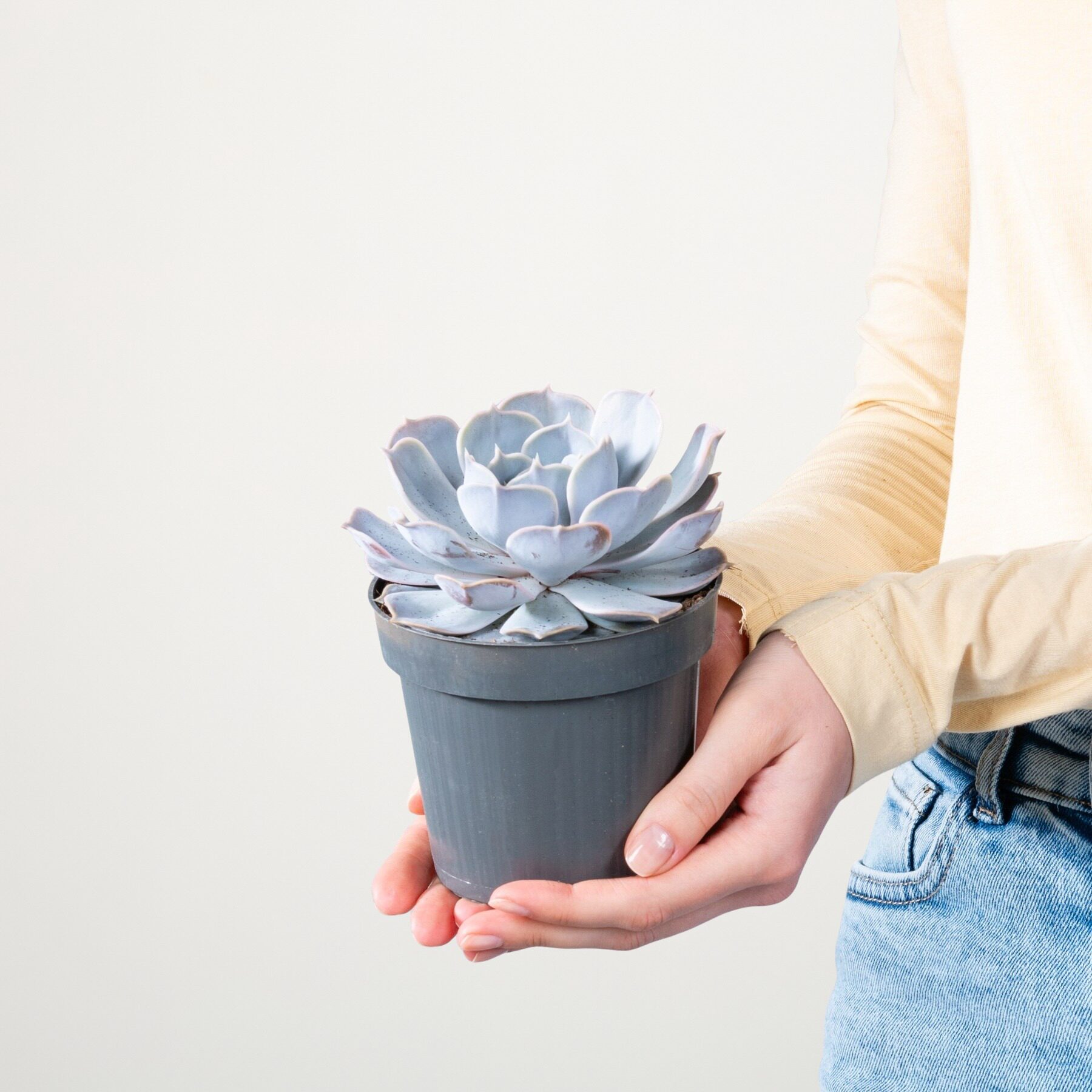 Echeveria 'Lila'