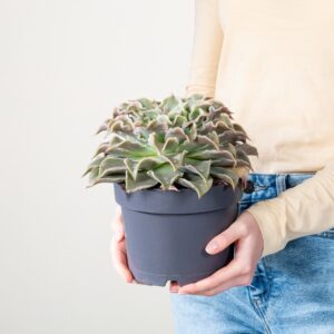 Echeveria 'Maradiba'