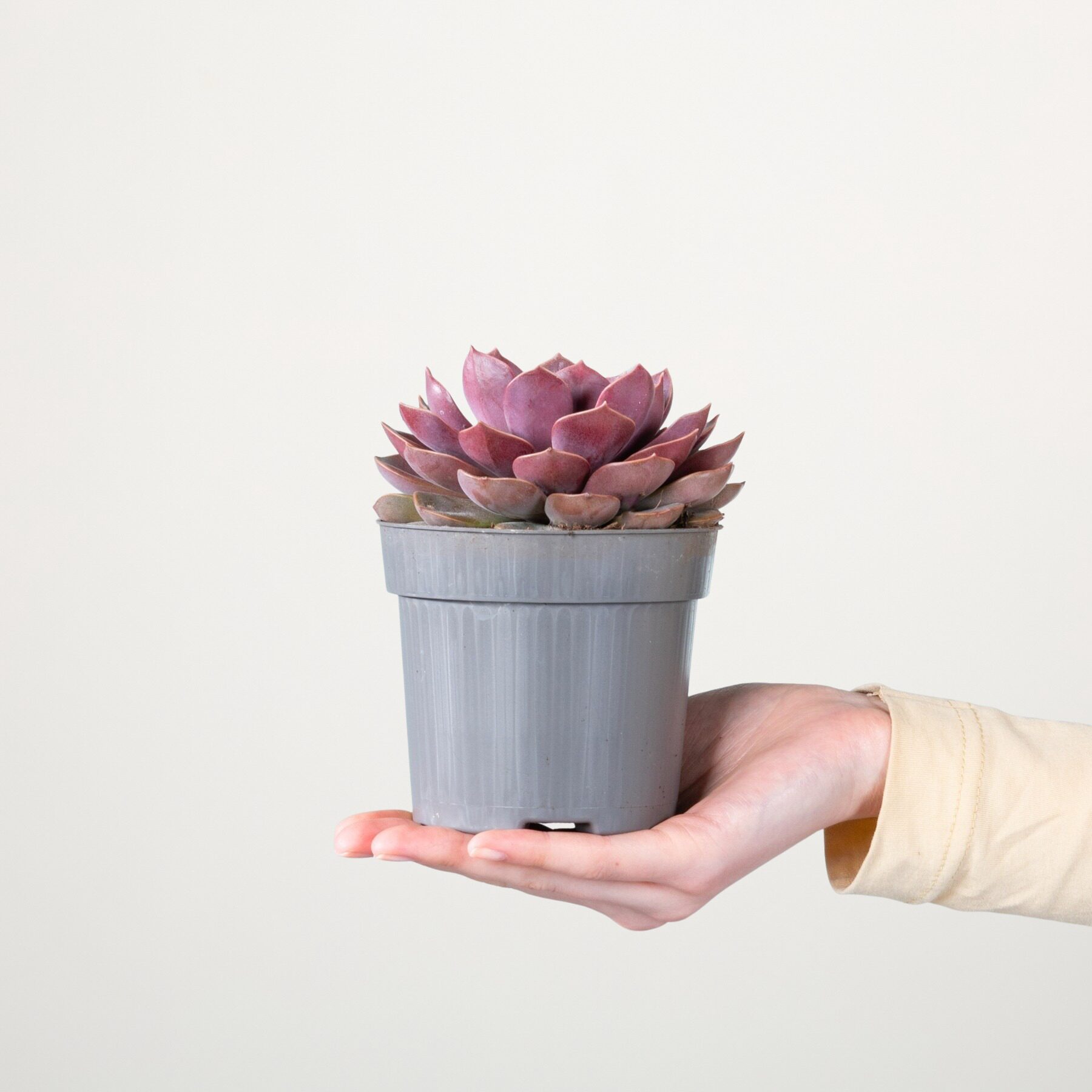 Echeveria 'Mina'
