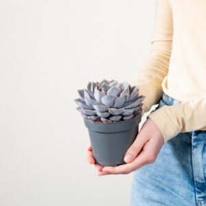 Echeveria 'Orion' S