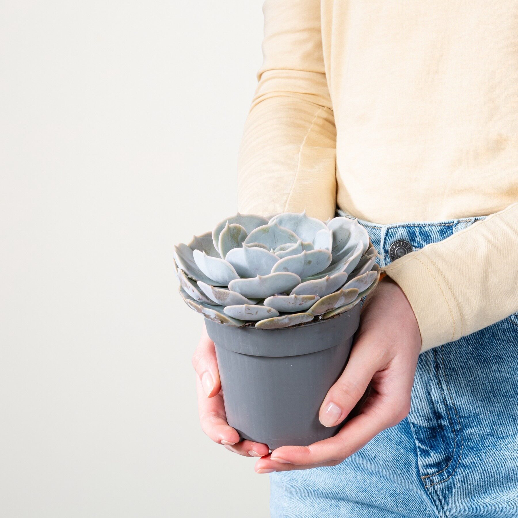 Echeveria 'Pollux' – Bild 2