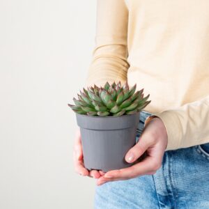 Echeveria 'Sagita'