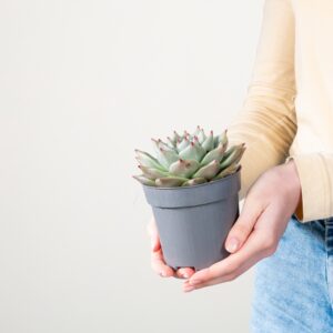 Echeveria 'Sirius'