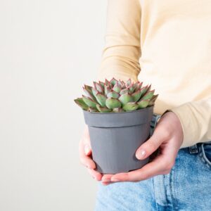 Echeveria 'Skat'