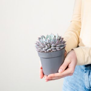 Echeveria 'Texensis'