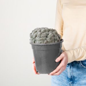 Echinopsis 'Densispina forma Cristata'