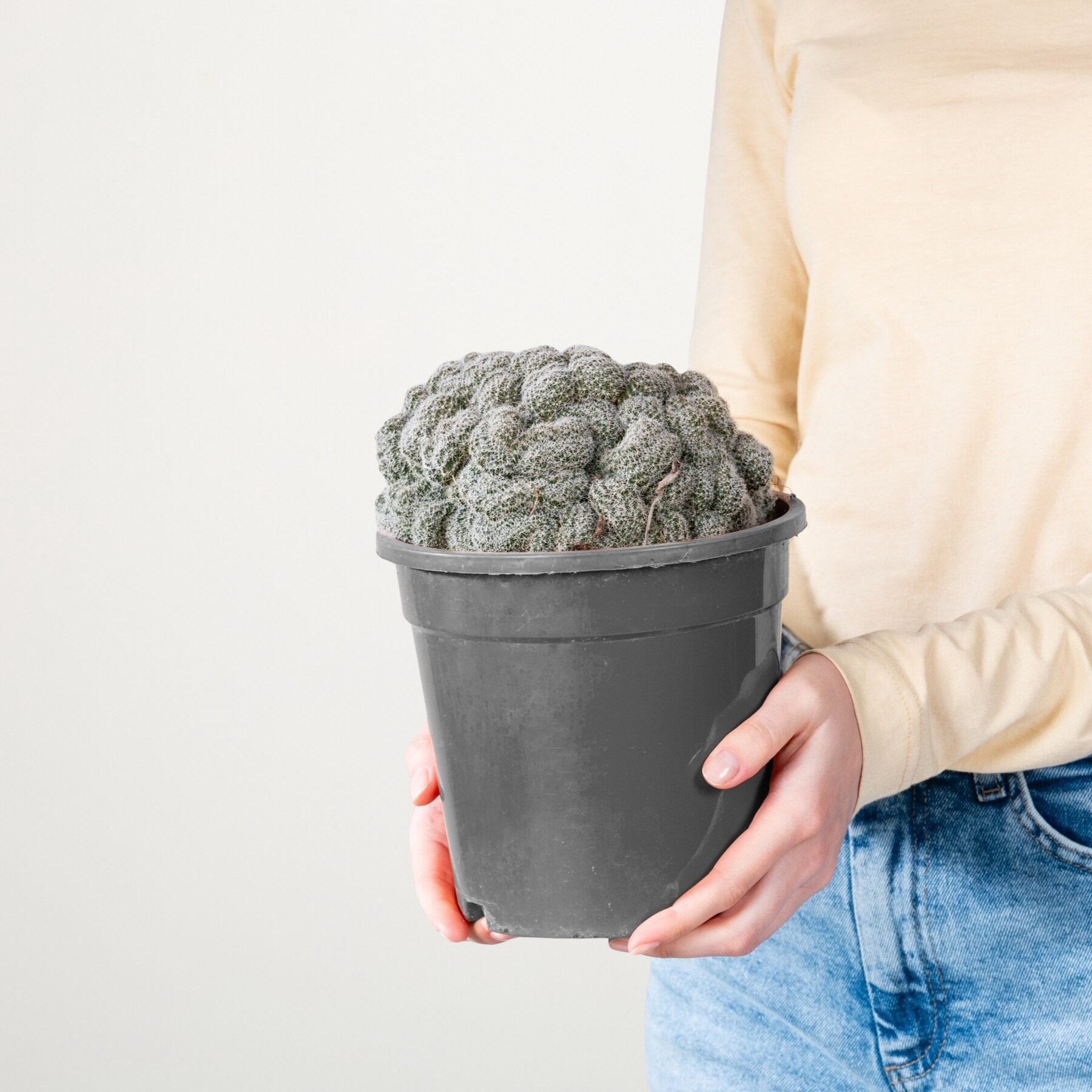 Echinopsis 'Densispina forma Cristata'