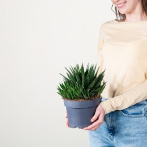 Gasteria 'Due' M