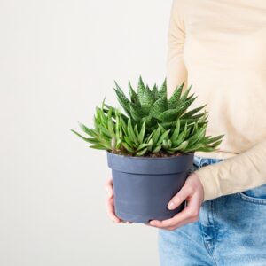 Gasteria 'Tiga' M