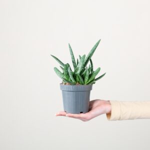 Gasteria 'Verrucosa'