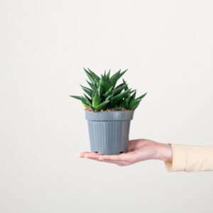 Haworthia 'Limifolia'