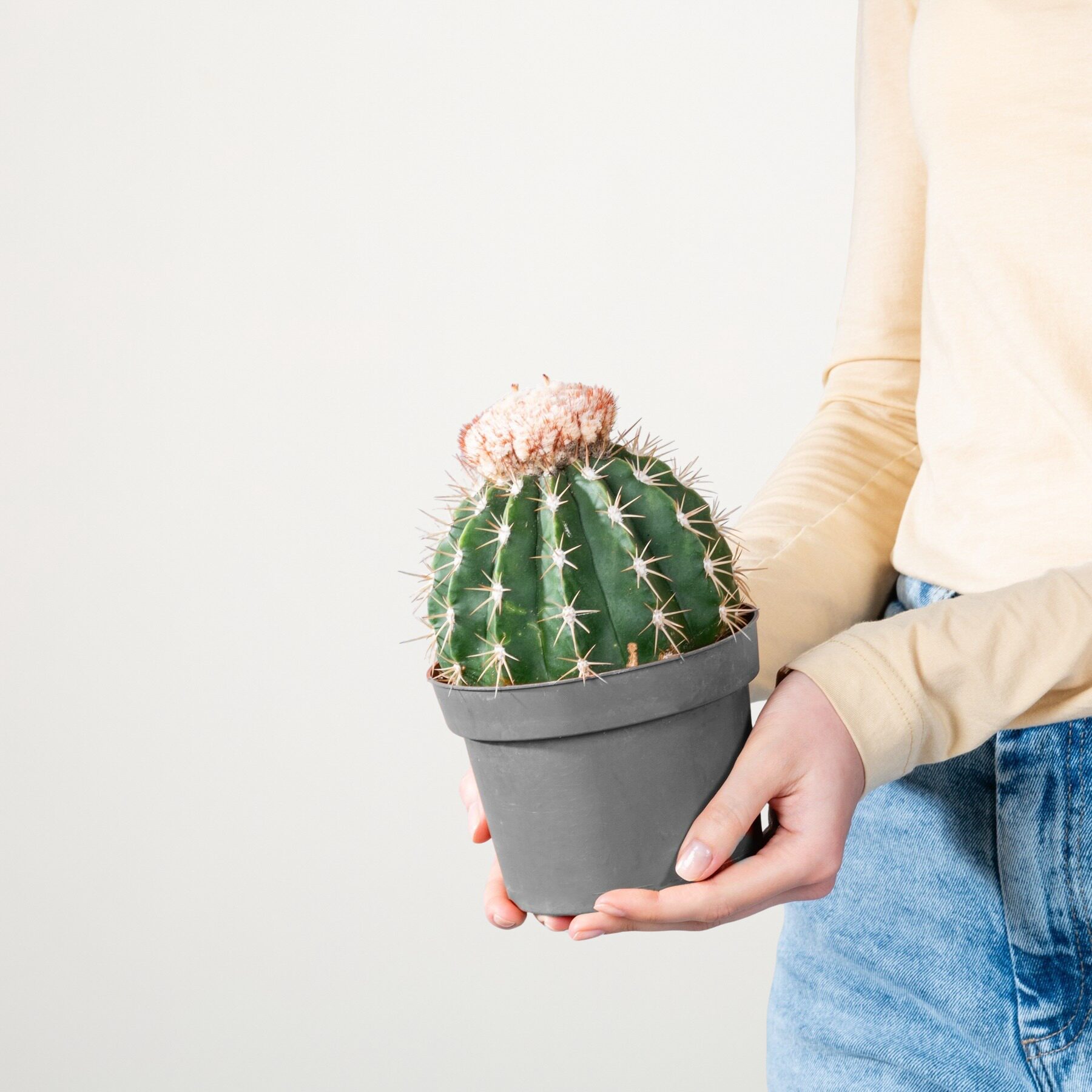 Melonenkaktus 'Ruestii'