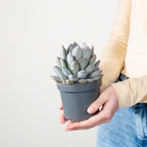 Pachyveria 'Draco' S