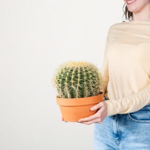Schwiegermutterstuhl 'Grusonii' im Tontopf XL