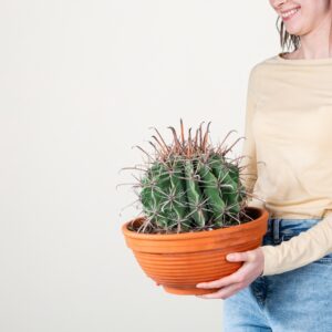 Ferocactus 'Townsendianus' im Tontopf