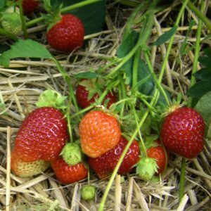 Frigo-Erdbeere 'Honeoye' - 20 wurzelnackte Pflanzen
