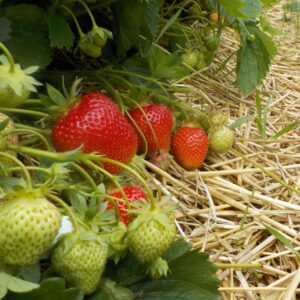 Frigo-Erdbeere 'Symphony' Rot - 20 wurzelnackte Pflanzen