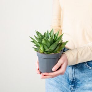Gasteria 'Tiga' S