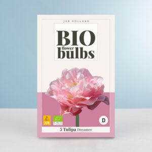 BIO Pfingsttulpe 'Dreamer' - 5 Zwiebeln