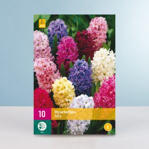 Hyazinthen Mix - 10 Zwiebeln