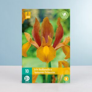 Schwertlilie 'Autumn Princess' - 10 Zwiebeln