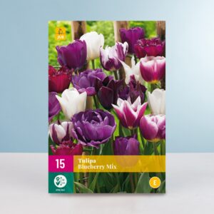 Tulpen 'Blueberry' Mix - 15 Zwiebeln