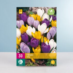 Großblumiger Krokus Mix - 30 Knollen