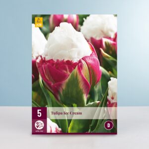 Gefüllte späte Tulpe 'Ice Cream' - 5 Zwiebeln