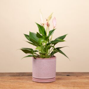 Blumentopf Keramik 'Portugal' Rosa mit Untersetzer - 11 cm