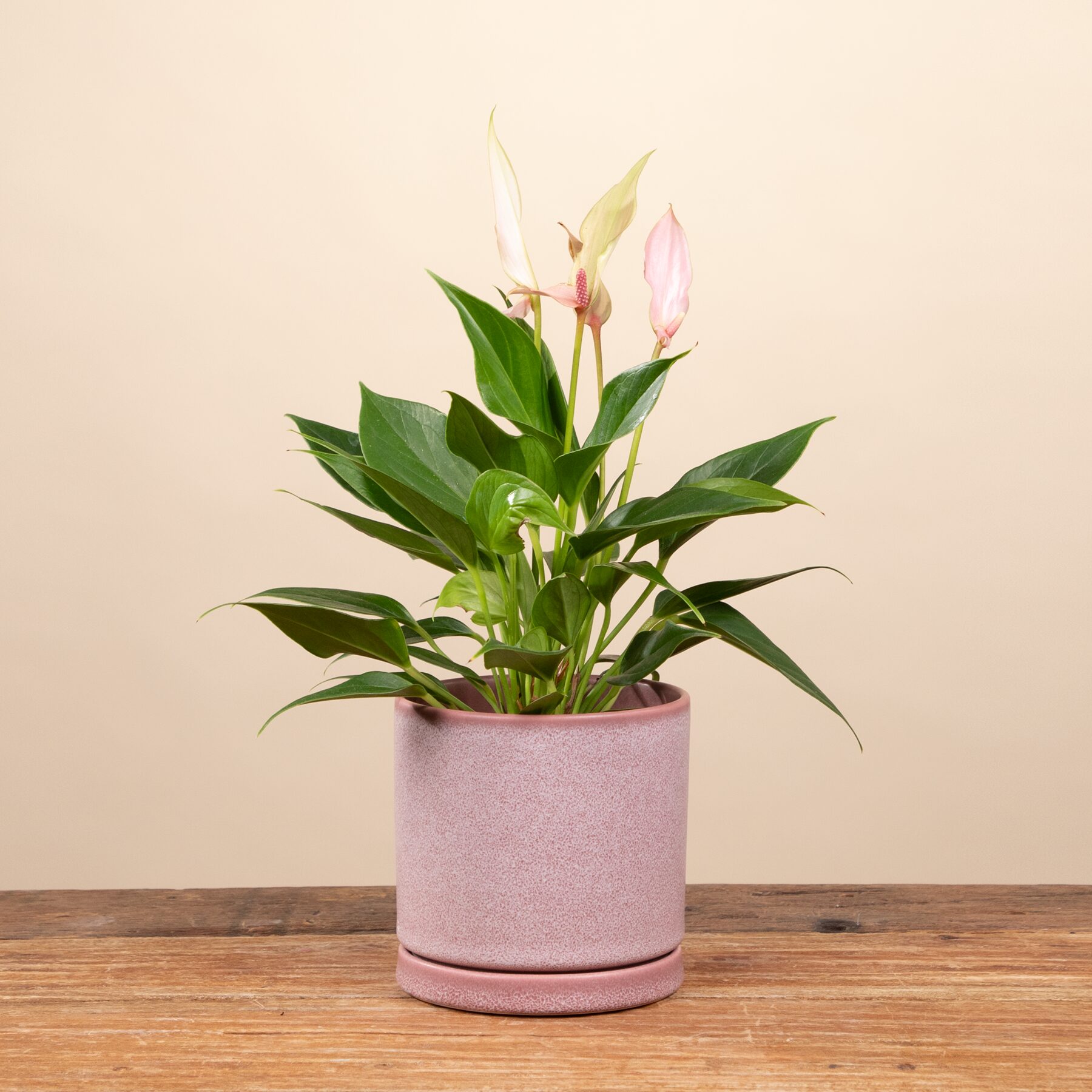 Blumentopf Keramik 'Portugal' Rosa mit Untersetzer - 11 cm