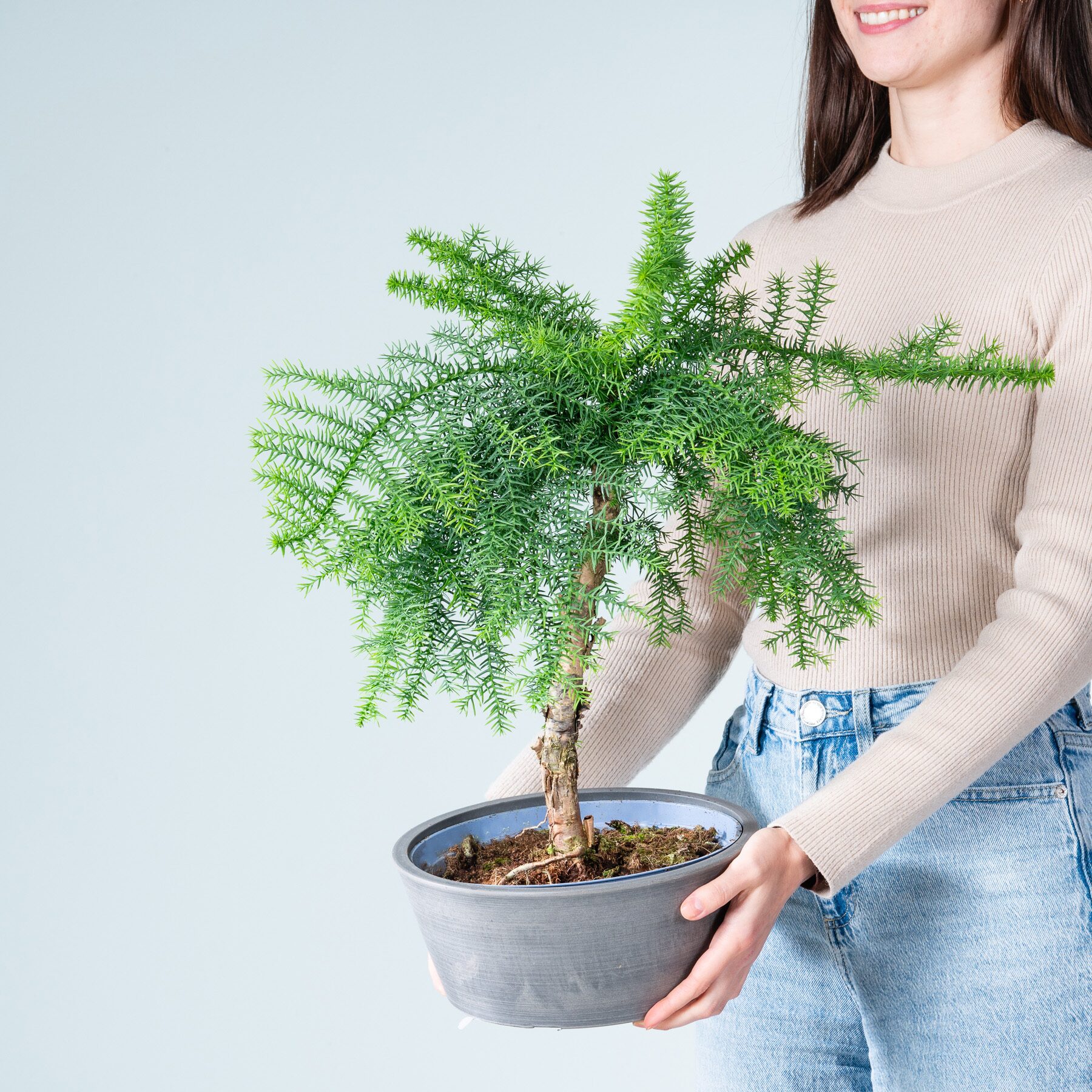 Araucaria Bonsai in Steinoptik-Schale Anthrazit