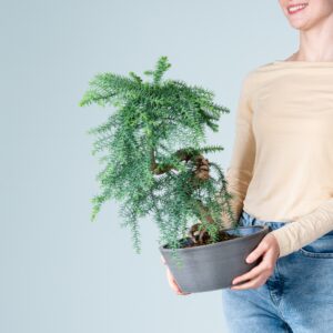 Araucaria Bonsai Spiralstamm in Steinoptik-Schale Anthrazit