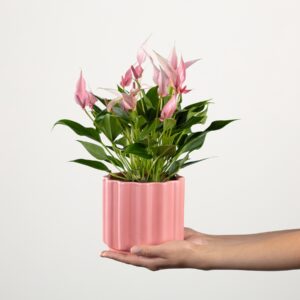 Pink Flamingo