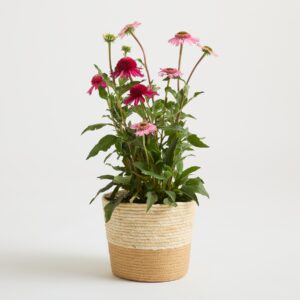 Seegras Korb Natur Hellbraun - 20 cm