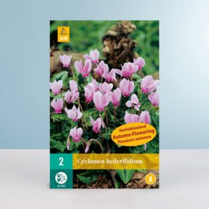 Alpenveilchen 'Hederifolium' - 2 Zwiebeln