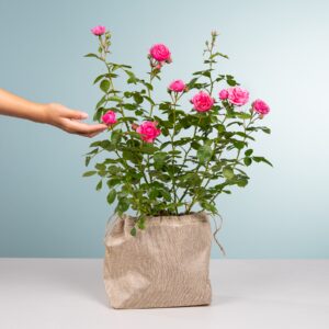 Strauchrose Pomponella mit Jutesack