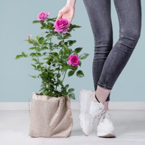 Duftrose Fräulein Maria mit Jutesack