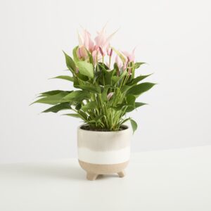 Keramik Übertopf Natur Reaktiv - 12 cm