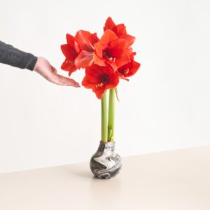 Amaryllis in Wachs Weiß/Schwarz