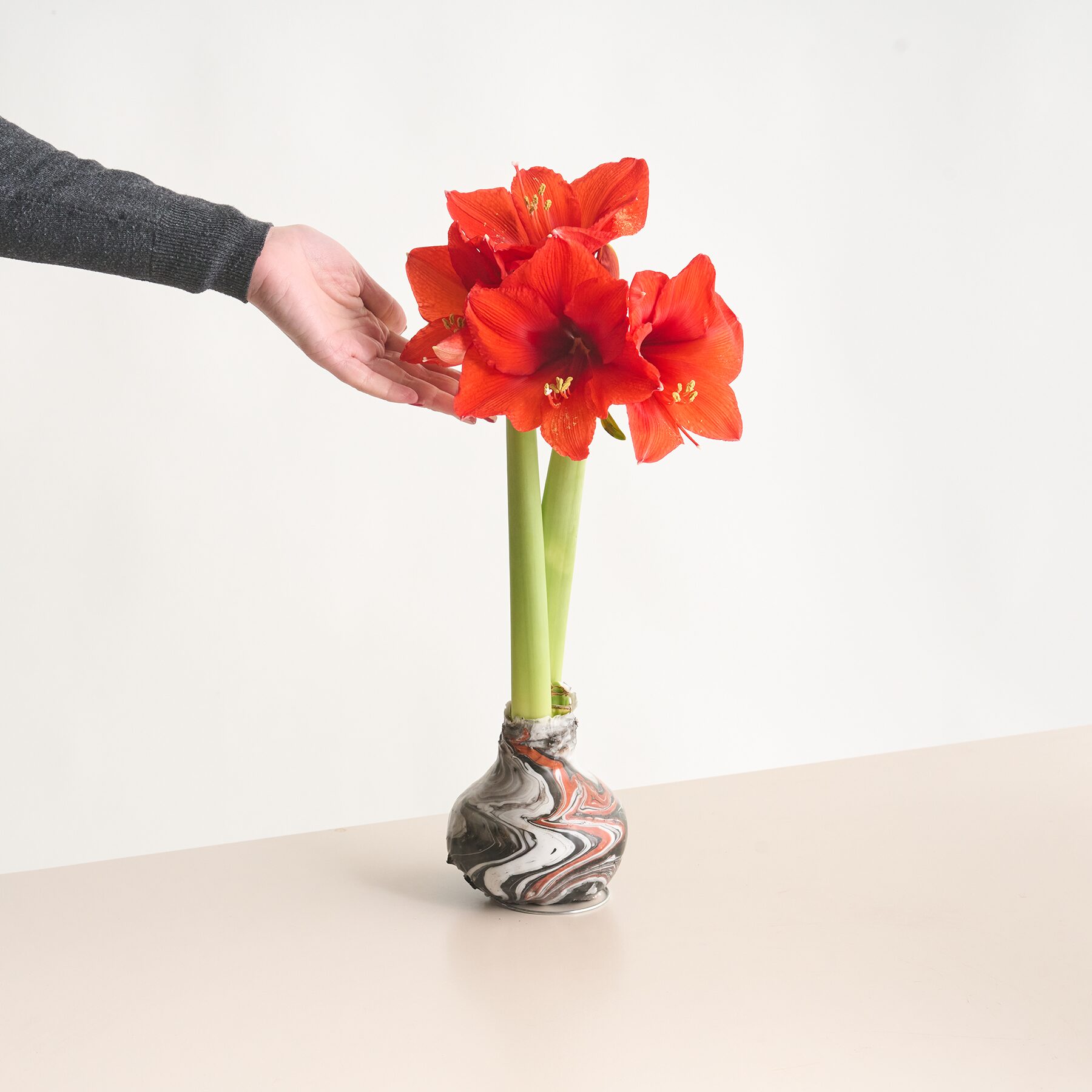 Amaryllis in Wachs Weiß/Kupfer/Schwarz – Bild 2