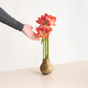 Amaryllis in Wachs Gold/Glitzer