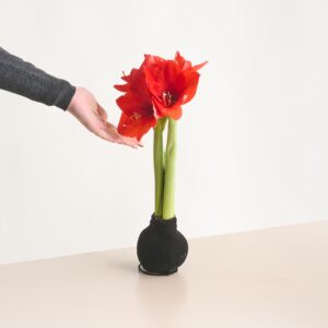 Amaryllis in Wachs Schwarz Samtoptik
