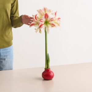Amaryllis in Wachs Rot