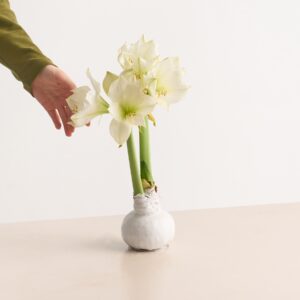 Amaryllis in Wachs Weiß