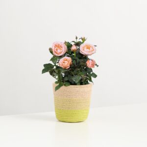 Apricot Glow
