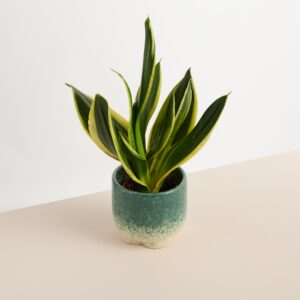 Keramik Übertopf Grün - 13 cm