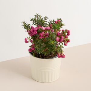 Zink Übertopf Creme - 11 cm