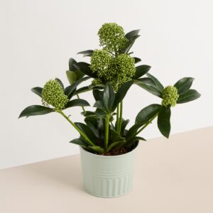 Zink Übertopf Grün - 11 cm