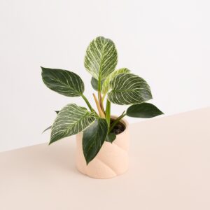 Keramik Übertopf Apricot Reaktiv - 10,5 cm