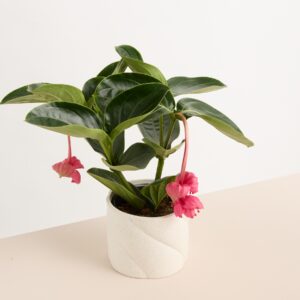 Keramik Übertopf Creme Reaktiv - 14 cm